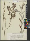 Foto von Salix argyracea E. L. Wolf